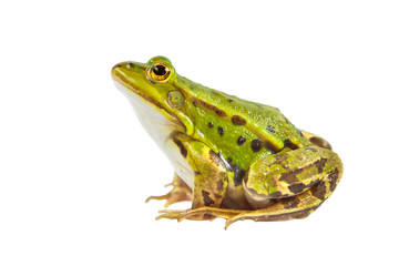 Green Pool frog male