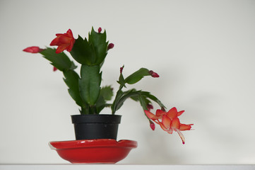Flowering Schlumbergera truncata 