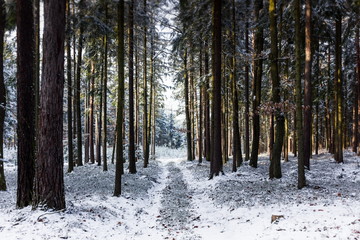 Countryside road in winter forest in national park “Sumava”, Czech Republic.