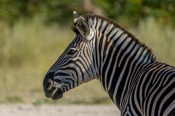 Fototapeta na wymiar Zebra in Okavango Delta