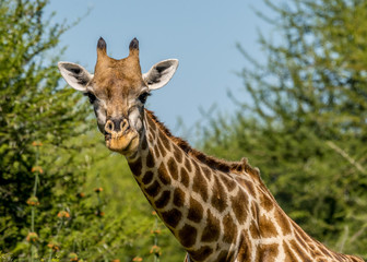 Giraffe in Okavango Delta