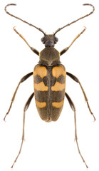 Long-horned beetle Pachytodes erraticus isolated on white background, dorsal view of longhorn beetle