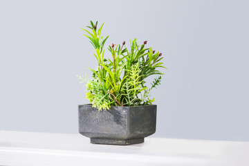 Beautiful houseplants in trendy geometric pots. Fake decorative succulent in a cement pot