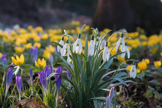 Schneegl&ouml;ckchen, Krokus und Winterlinge
