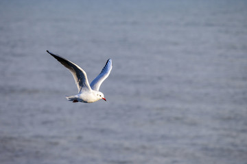 Obraz premium A flying seagull on the sky