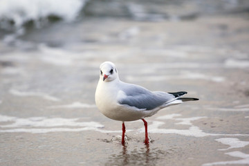 A flock of seagulls on the beach