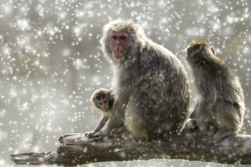 Snow Monkeys in the snow