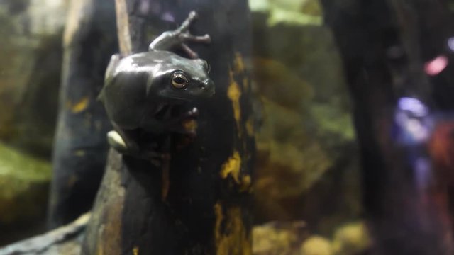 Amazing green frog on branch in terrarium. The green frog in terrarium in the resort Vinpearl