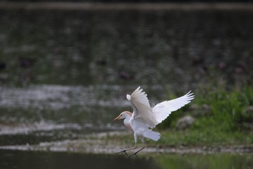 Airone guardabuoi