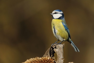 Cinciarella