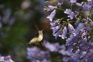 Colibrì