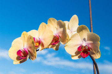 Orchid flower white on blue sky background
