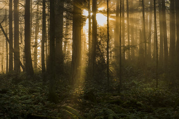 Obraz premium Pacific Northwest Forest w mglisty poranek. Podczas pięknego wschodu słońca poranna mgła dodaje klimat jodłom i cedrom, które tworzą ten piękny las na wyspie.