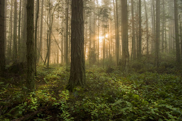 Obraz premium Pacific Northwest Forest w mglisty poranek. Podczas pięknego wschodu słońca poranna mgła dodaje nastrojowej atmosfery jodłom i cedrom, które tworzą ten piękny las na wyspie.