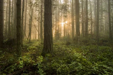 Foto op Plexiglas Pacific Northwest Forest op een mistige ochtend. Tijdens een prachtige zonsopgang geeft de ochtendmist een sfeervol gevoel aan de sparren en ceders die deel uitmaken van dit prachtige eilandbos. © LoweStock