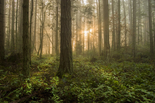 Pacific Northwest Forest on a Foggy Morning. During a beautiful sunrise the morning fog adds an atmospheric feel to the firs and cedars that make up this lovely island forest.