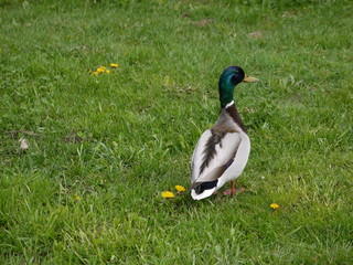 Male duck ,photographed diagonally from behind, on a meadow
