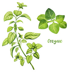 Watercolor hand drawn oregano leaves. Isolated eco natural herbs illustration on white background