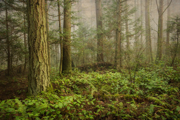 Fototapeta na wymiar Pacific Northwest Forest on a Foggy Morning. During a beautiful sunrise the morning fog adds an atmospheric feel to the firs and cedars that make up this lovely island forest.
