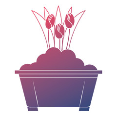 beautiful roses cultivated in pot vector illustration design