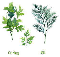 Watercolor parsley, chives and dill. Hand painted illustration perfect for cookbooks, restaurant menu or cards. - 185179999