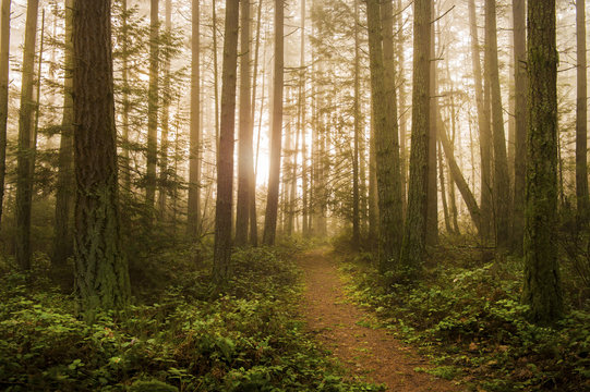 Fototapeta Pacific Northwest Forest on a Foggy Morning. During a beautiful sunrise the morning fog adds an atmospheric feel to the firs and cedars that make up this lovely island forest.