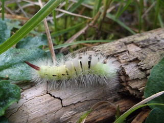 Haarige grüne Raupe auf einem Stück Holz