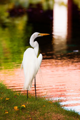 Great Egret on the background of a green grass