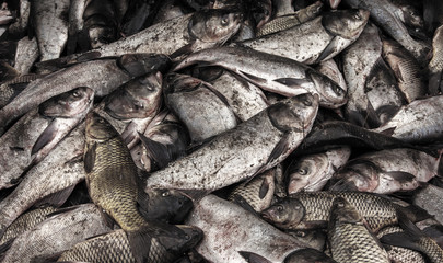 industrial fishing. illegal fishing and seafood.