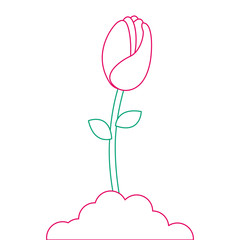 beautiful rose isolated icon vector illustration design