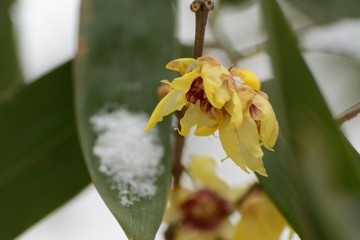 The tree branch. Plant and nature.