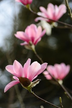 Branch of tropical pink flowers of a lotus flower blossom in springtime, beautiful pink flowers blooming in the garden in winter, closeup.
