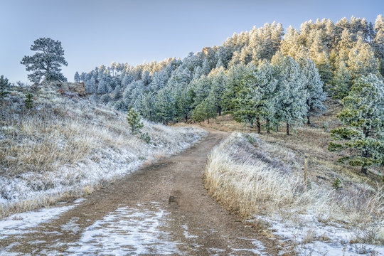 mountain forest road with pine trees covered by frost