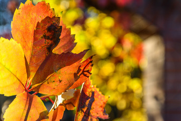 Autumn yellow and red maple leaves, yellow tree on blurred background.