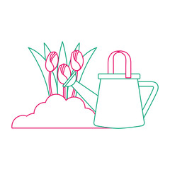 beautiful roses cultivated with sprinkler vector illustration design