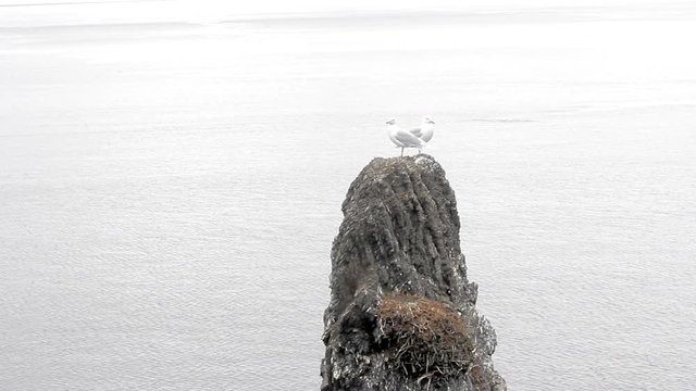 Pair of seagulls have nests on devils finger (circumdenudation mountain). Burgomaster gull (glaucous gull) breeds in high Arctic, northernmost Seagull in world. Arctic ocean. Walrus behind rock
