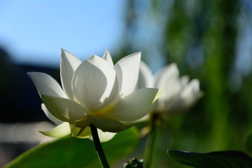 Lotus flower plants. Blossom and lily.