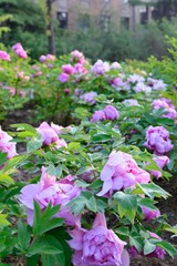 Pretty manicured flower garden with flowerbed and colorful plants.