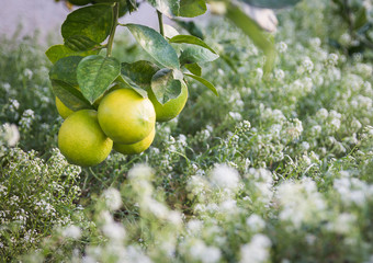 lemon, fruit, garden, branch, nature, healthy, fresh, organic