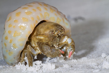 Shellback crab (Hypoconcha arcuata) using a coral as a cover (Panama City Beach, Florida, USA)