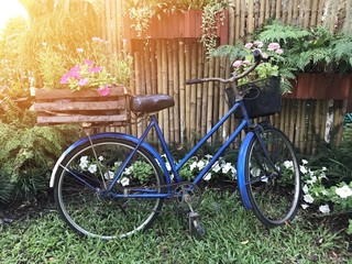 Fototapeta na wymiar Blue bicycle and beautiful flowers in garden with light effect