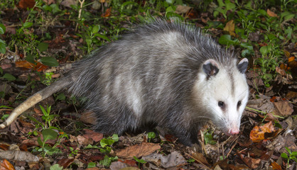 Virginia opossums (Didelphis virginiana) in the forest, Georgia, USA