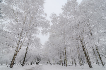 Trees with snow in winter park