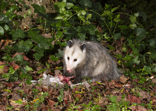 รูปภาพDidelphis เลือกดูภาพถ่ายสต็อก เวกเตอร์ และวิดีโอ657 Adobe Stock