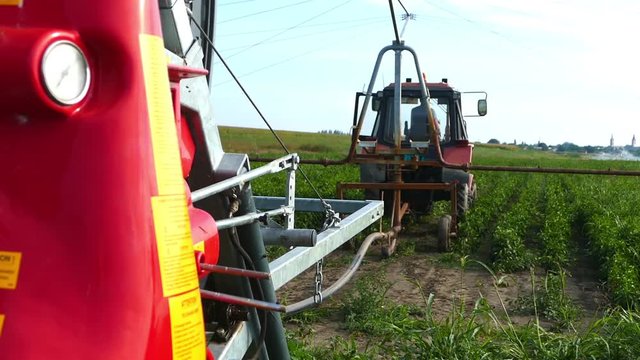 Putting up typhon irrigation system in a peppers field. Sunny summer day.