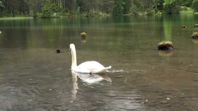 White swan swims on Fernsteinsee green mountain lake in rainy weather. Beautiful alpine attractions of nature of Tyrol Fernpass in Nassereith Austria.
