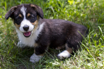 Corgi Puppy in Grass