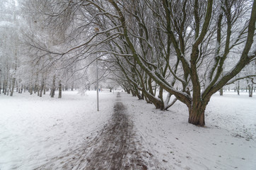 Trees with snow in winter park