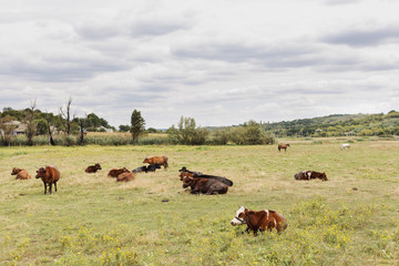 Fototapeta na wymiar Herd of cows. Cows on the field