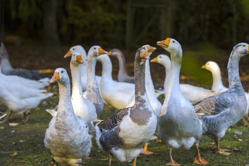 Obraz premium Gaense im Freigehege